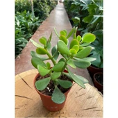Yerli Üretim Crassula Ovata Para Çiçeği Fidanı 10-20 cm thumbnail 2