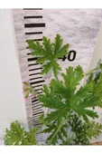 Itır Çiçeği Fidanı Hoş Kokulu Iç Ve Dış Mekan Bitkisi 10-20 Cm - 4