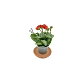 Kalanchoe Kalanşo Çiçeği Fidanı Kırmızı 10-20 cm thumbnail 2