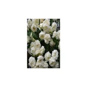 Afife Hatun Krem Beyazı Gül Fidan Yediveren Sarmaşık 10-20 cm thumbnail 3