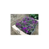 Acem Halısı Çiçeği Fidanı 10-20 cm thumbnail 4