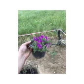 Acem Halısı Çiçeği Fidanı 10-20 cm thumbnail 2