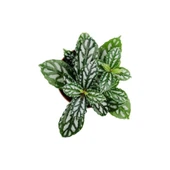 Pilea Cadierei Karyağdı Çiçeği Fidanı  Iç Mekan Bitkisi 10-20 cm - 1