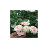 Afife Hatun Krem Beyazı Gül Fidan Yediveren Sarmaşık 10-20 cm thumbnail 2