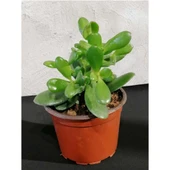 Crassula Para Çiçeği Fidanı 10-20 cm - 2