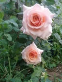 Afife Hatun Krem Beyazı Gül Fidan Yediveren Sarmaşık 10-20 cm thumbnail 1