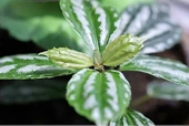 Pilea Cadierei Karyağdı Çiçeği Fidanı  Iç Mekan Bitkisi 10-20 cm - 4