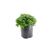 Pembe Krizanthem Çiçeği Fidanı 10-20 cm Pink Dwarf Chrysanthe - 1
