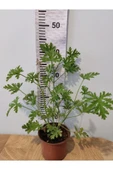 Itır Çiçeği Fidanı Hoş Kokulu Iç Ve Dış Mekan Bitkisi 10-20 Cm - 3