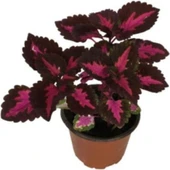 Yaprak Güzeli Kolyos Çiçeği Fidanı 10-20 cm thumbnail 1