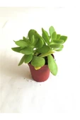 Crassula Ovata Para Şans Çiçeği Fidanı 10-20 cm thumbnail 1