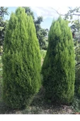 Limon Kokulu Çam Ağacı 30-40 cm Limoni Servi Cupressus - 2