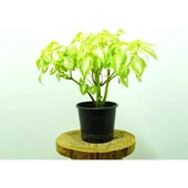 Yaprağı Güzel Coleous Çiçeği Fidanı 10-20 cm thumbnail 2