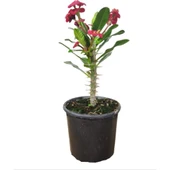 Efhorbia-Dikenler Tacı Çiçeği Fidanı Kırmızı 10-20 cm thumbnail 1