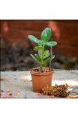 Crassula Ovata Para Çiçeği Fidanı Şans Çiçeği 10-20 cm thumbnail 2