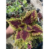 Yaprağı Güzel Fidanı (Kolyos) Saksı Çiçeği 10-20 cm thumbnail 1