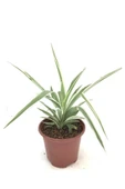 Kurdele Çiçeği Fidanı 10-20 cm - 1