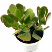 Zenginlik Çiçeği Crassula Şans Para Çiçeği Fidanı 10-20 cm thumbnail 4