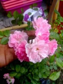 Yediveren Pembe Gül Fidesi Fidanı 15-25 cm thumbnail 5