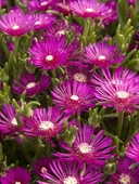 Yer Örtücü Acem Halısı Çiçeği Fidanı Canlı Çiçek 10-20 cm thumbnail 3