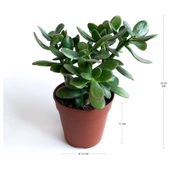 Crassula Ovata - Para Çiçeği Fidanı 10-20 cm thumbnail 2