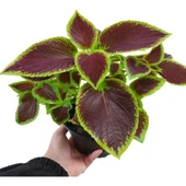 Yaprak Güzeli Kolyos Çiçeği Kahverengi 10-20 cm thumbnail 1