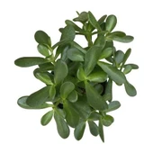 Crassula Ovata Para Çiçeği Bitkisi Fidanı 10-20 cm thumbnail 2