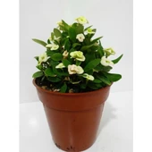 Koyu Sarı Dikenler Tacı Euphorbia Milii 10-20 cm - 3