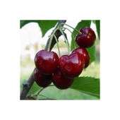 Açık Kök Napolyon Kiraz Fidanı 40-80 cm - 2