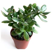 Crassula Ovata - Para Çiçeği Fidanı 10-20 cm thumbnail 3