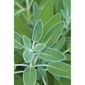 Adaçayı Fidanı 10-20 cm thumbnail 2