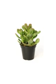 Crassula Ovata, Şans Para Ağacı Fidanı 10-20 cm - 4