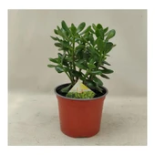Para Ağacı Para Çiçeği Bereket Ağacı Fidanı Crassula Ovata 10-20 cm - 2