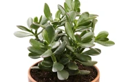 Para Ağacı Para Çiçeği Bereket Ağacı Fidanı Crassula Ovata 10-20 cm - 1