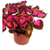 Yaprak Güzeli, Kolyos Çiçeği Fidanı Kolyoz 10-20 cm thumbnail 5