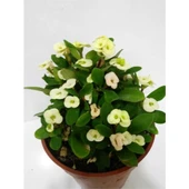 Koyu Sarı Dikenler Tacı Euphorbia Milii 10-20 cm - 1