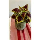 Yaprağı Güzel İçi Kahverengi Dışı Yeşil Ofis Bitkisi 10-20 cm thumbnail 4