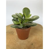 Para Çiçeği Fidanı Sukulent 10-20 cm thumbnail 2