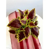 Yaprağı Güzel İçi Kahverengi Dışı Yeşil Ofis Bitkisi 10-20 cm thumbnail 1