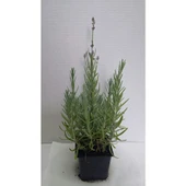 Lavanta Lavandula Angustifolia Fidanı 10-20 cm thumbnail 4
