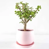 Crassula Ovata Para Çiçeği Fidanı Şans Çiçeği 10-20 cm thumbnail 4