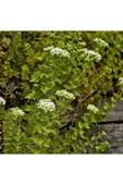 Satureja Hortensis Kekik Tohumu - 2
