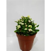 Koyu Sarı Dikenler Tacı Euphorbia Milii 10-20 cm - 2