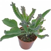 Kalanchoe Aşkın Gözyaşı Fidanı Pembe Sukulent Boy 10-20 Cm thumbnail 2