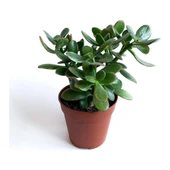 Crassula Ovata - Para Çiçeği Fidanı 10-20 cm thumbnail 1