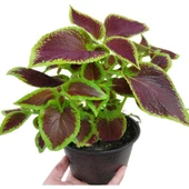 Yaprak Güzeli Kolyos Çiçeği Kahverengi 10-20 cm thumbnail 3