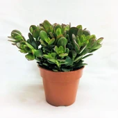 Crassula Ovata Para Şans Çiçeği Fidanı 10-20 cm thumbnail 5