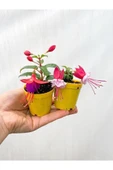 Mini Saksıda 2 Adet Küpeli Çiçeği Fidesi Karışık Renk 10-20 cm - 2
