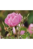Isparta Gülü Fidanı Pembe Renk Ve Kokulu 10-20 cm thumbnail 1