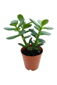 Para Ağacı Çiçeği Fidanı Kaktüs Sukulent 10-20 cm - 1